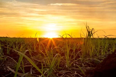 Sugar cane sunset Stock Photos