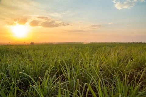 Sugar cane sunset Stock Photos