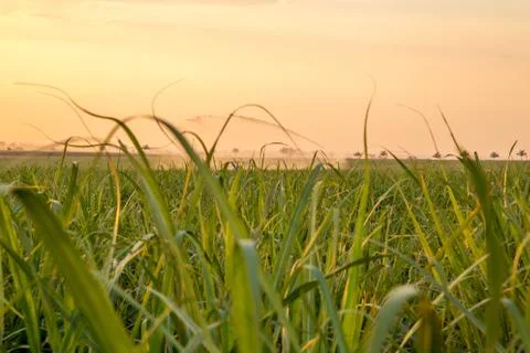 Sugar cane sunset Stock Photos
