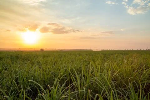 Sugar cane sunset Foto stock