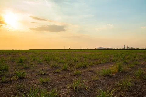 Sugar cane sunset Stock Photos