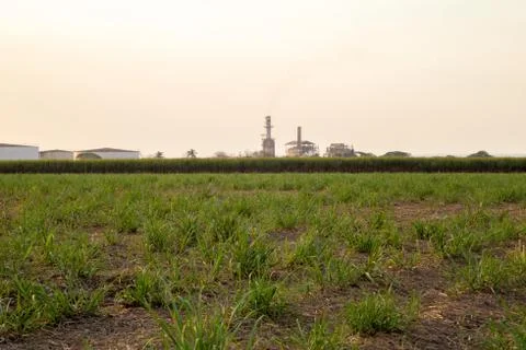 Sugar cane sunset Stock Photos
