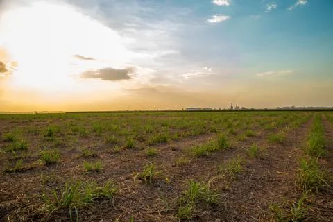 Sugar cane sunset Foto stock