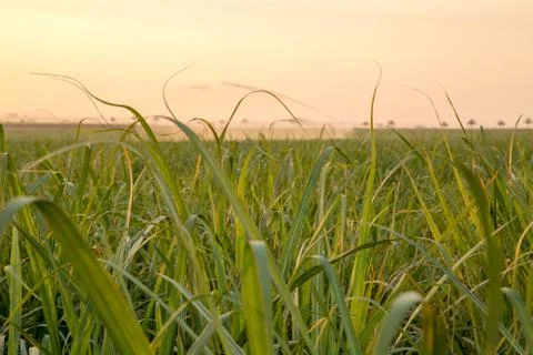 Sugar cane sunset Stock Photos