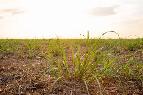 Sugar cane sunset Foto stock