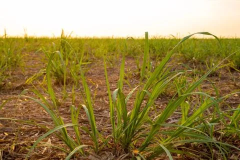Sugar cane sunset Stock Photos