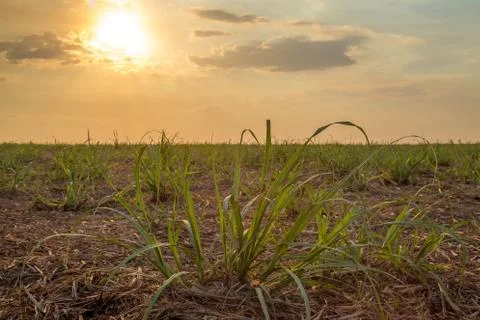 Sugar cane sunset Stock Photos