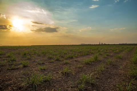 Sugar cane sunset Stock Photos