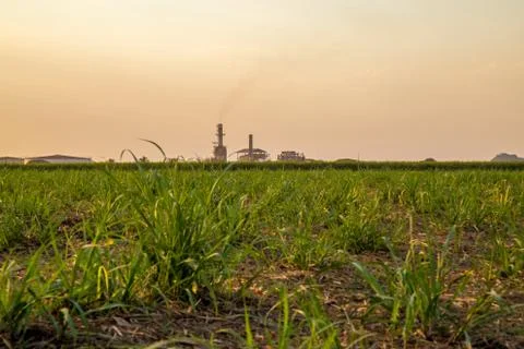 Sugar cane sunset Stock Photos