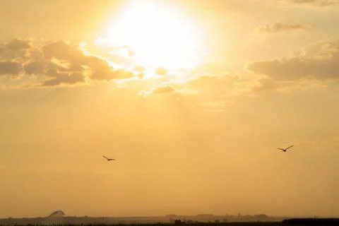 Sugar cane sunset Stock Photos