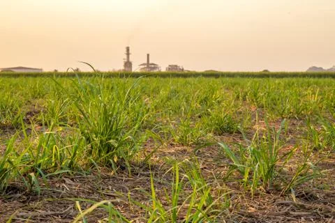 Sugar cane sunset Stock Photos