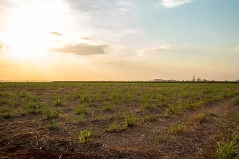 Sugar cane sunset Stock Photos