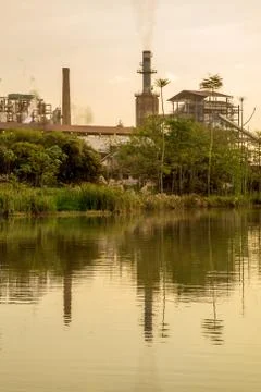 Sugar cane sunset Stock Photos