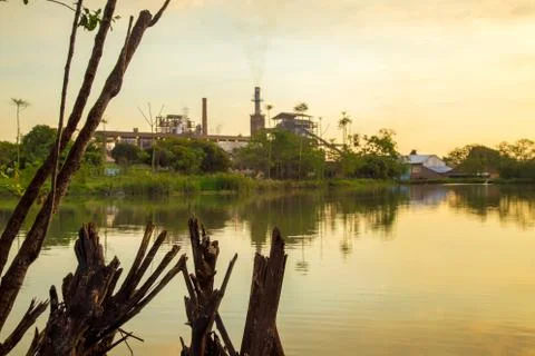 Sugar cane sunset Stock Photos