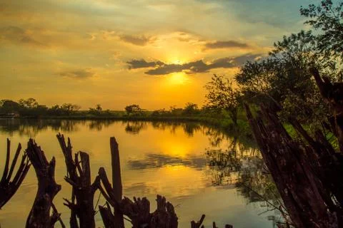 Sugar cane sunset Stock Photos