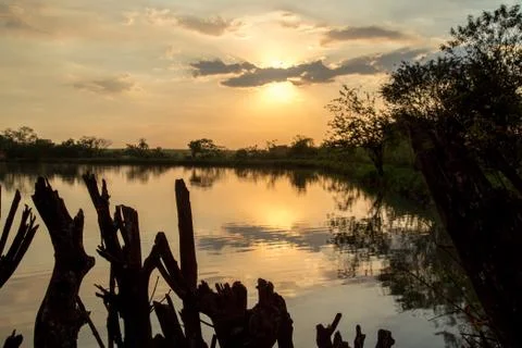 Sugar cane sunset Stock Photos