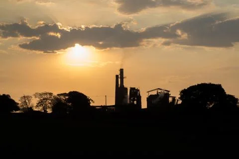Sugar cane sunset Stock Photos