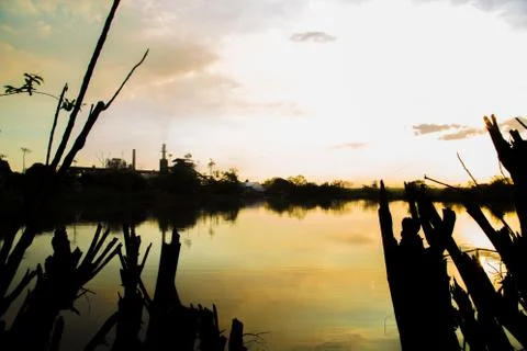Sugar cane sunset Stock Photos