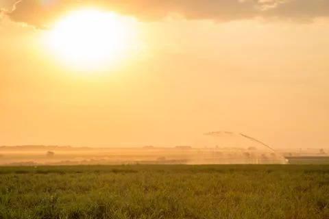 Sugar cane sunset Stock Photos