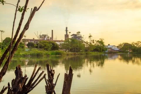 Sugar cane sunset Stock Photos
