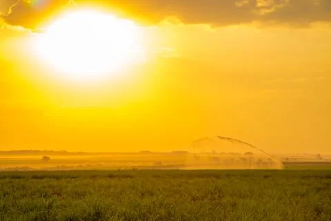 Sugar cane sunset Foto stock