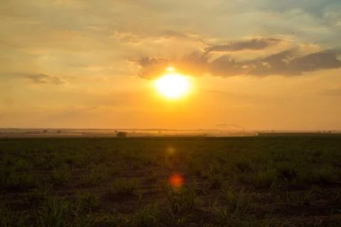 Sugar cane sunset Foto stock
