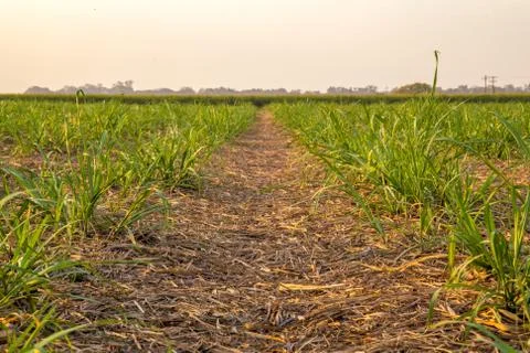 Sugar cane sunset Stock Photos