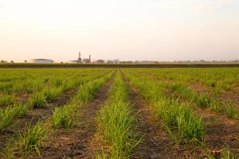 Sugar cane sunset Stock Photos