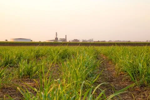 Sugar cane sunset Foto stock