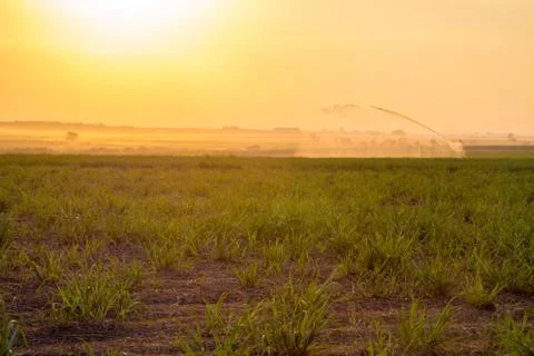 Sugar cane sunset Stock Photos