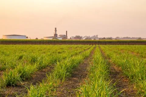Sugar cane sunset Foto stock