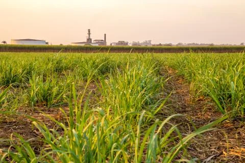 Sugar cane sunset Stock Photos
