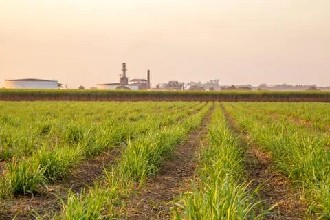 Sugar cane sunset Stock Photos
