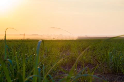 Sugar cane sunset Stock Photos