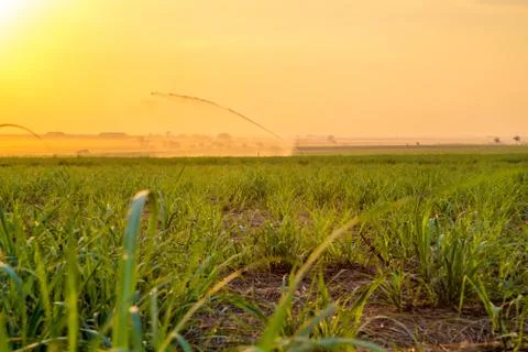 Sugar cane sunset Stock Photos