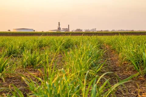 Sugar cane sunset Stock Photos