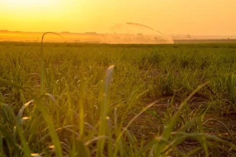 Sugar cane sunset Stock Photos