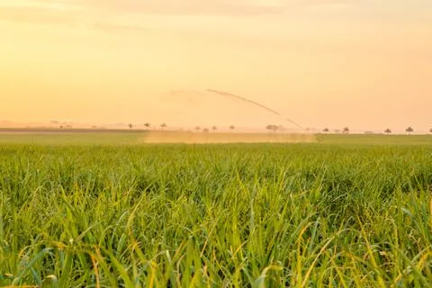 Sugar cane sunset Stock Photos