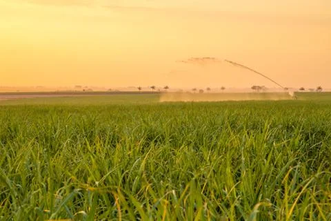 Sugar cane sunset Stock Photos