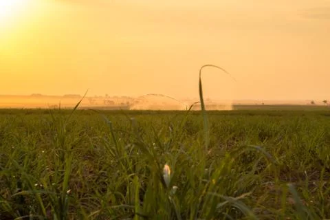 Sugar cane sunset Stock Photos