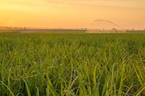 Sugar cane sunset Stock Photos