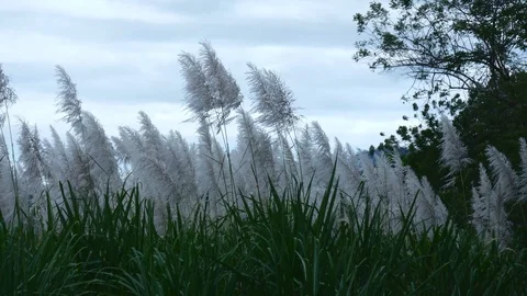 Sugar cane swaying in the wind Stock Footage 126550943