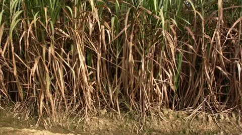 Sugar cane (tilt) Stock Footage 20536040