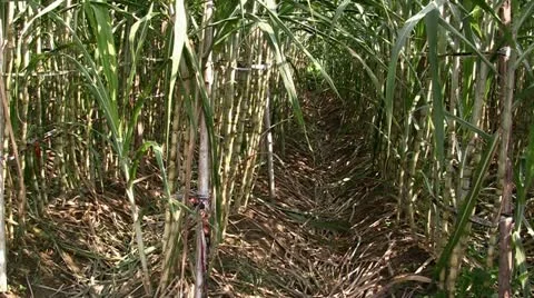 Sugar cane (tilt) Stock Footage 20537432