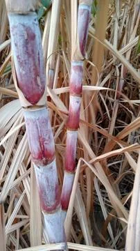 Sugar cane tree Foto stock