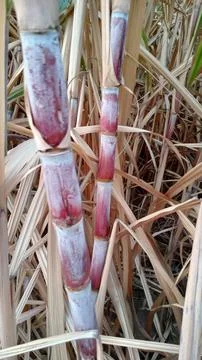 Sugar cane tree Stock Photos