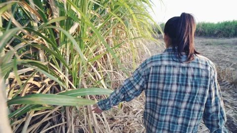 Sugar cane tuch your hand Stock Footage 145898667