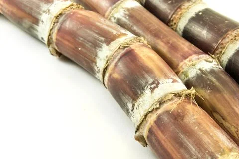 Sugar cane with white background Stock Photos