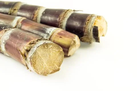Sugar cane with white background Stock Photos