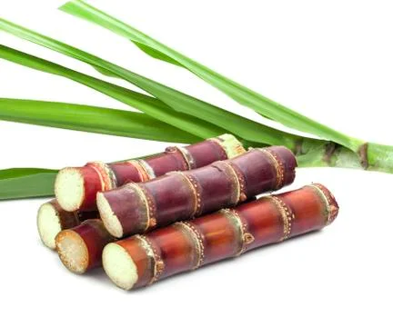 Sugar cane on white background Stock Photos